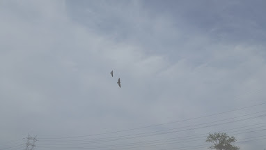 powerlines and birds