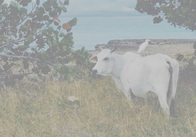 Cuba cow